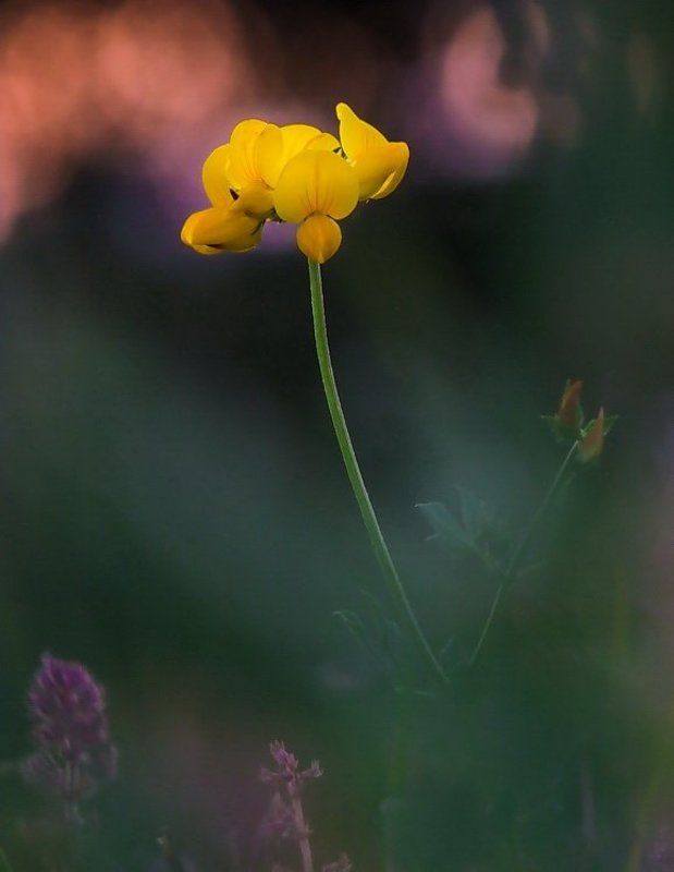 Романтикаphoto preview