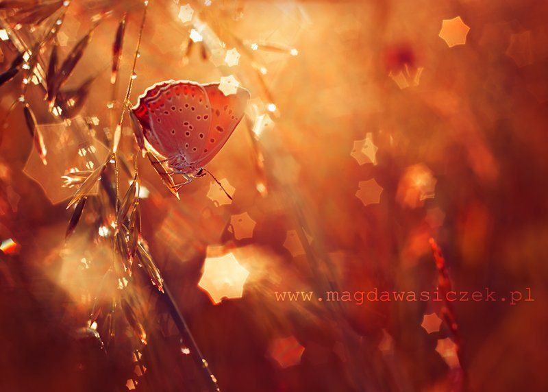 Starry nightphoto preview