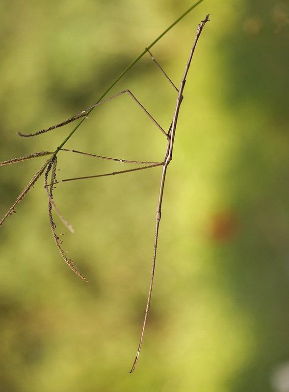 Палочник ***photo preview