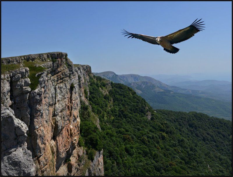 Белоголовый сип, Гора Тырке, Крым,, Седловина Демирджи Крымский небожитель фото превью