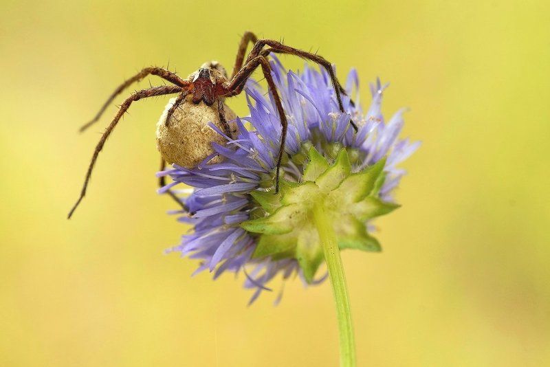 мама :)photo preview