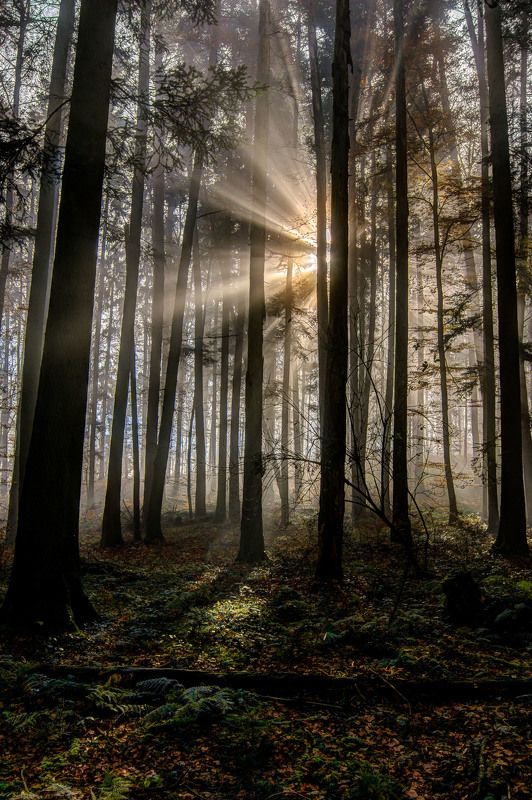 Magic forestphoto preview