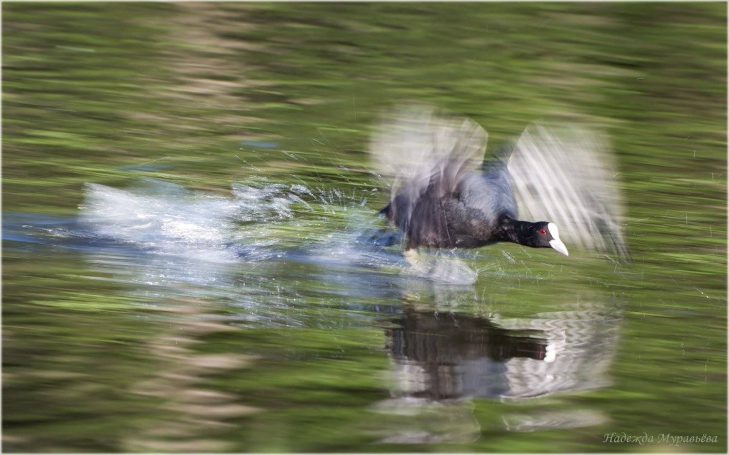 Atra, Fulica, Лысуха, Пятница, Чёрная, Надежда Муравьёва