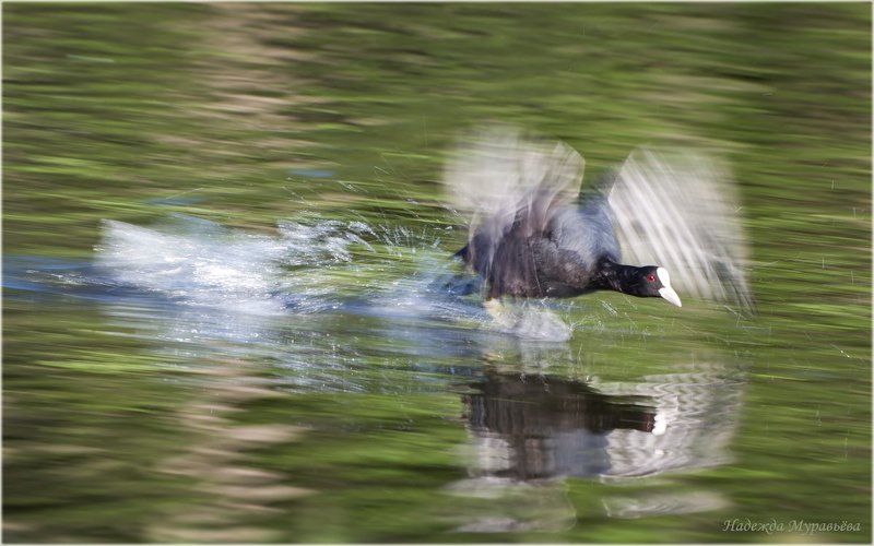 Atra, Fulica, Лысуха, Пятница, Чёрная Чёрная пятницаphoto preview