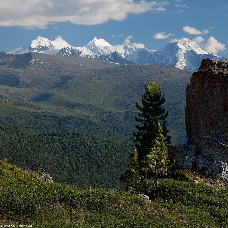 Алтай, Белуха, Камень, Кедры Белуха, кедр и каменьphoto preview