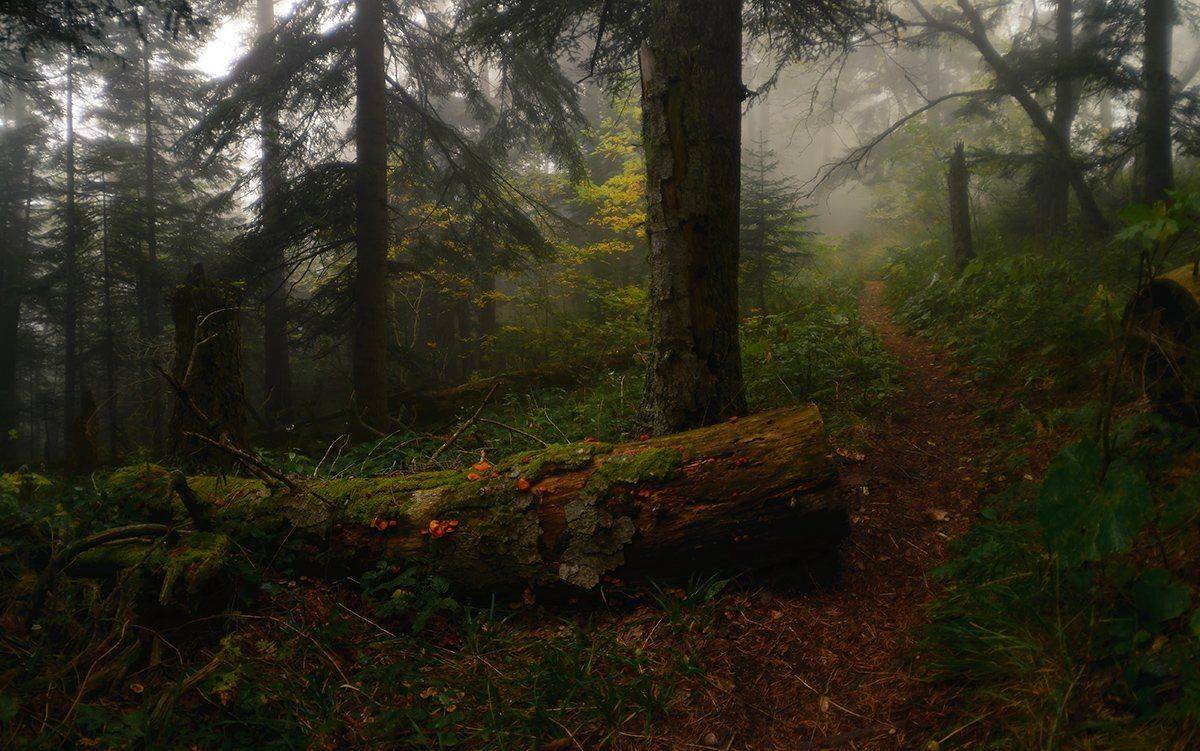 осень, туман, Alexander Plekhanov