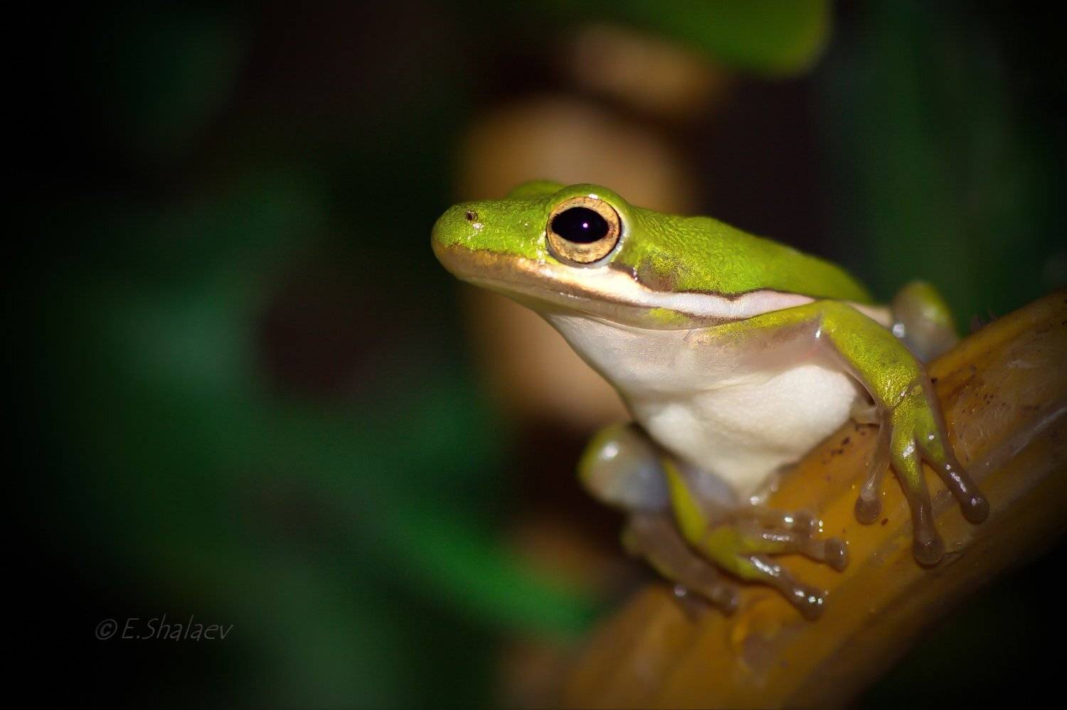 Green Treefrog ,Квакша голубая - Hyla cinerea. Автор: Евгений Frog, Green Treefrog, Hyla cinerea, Амфибии, Квакша, Квакша голубая, Лягушка, Евгений