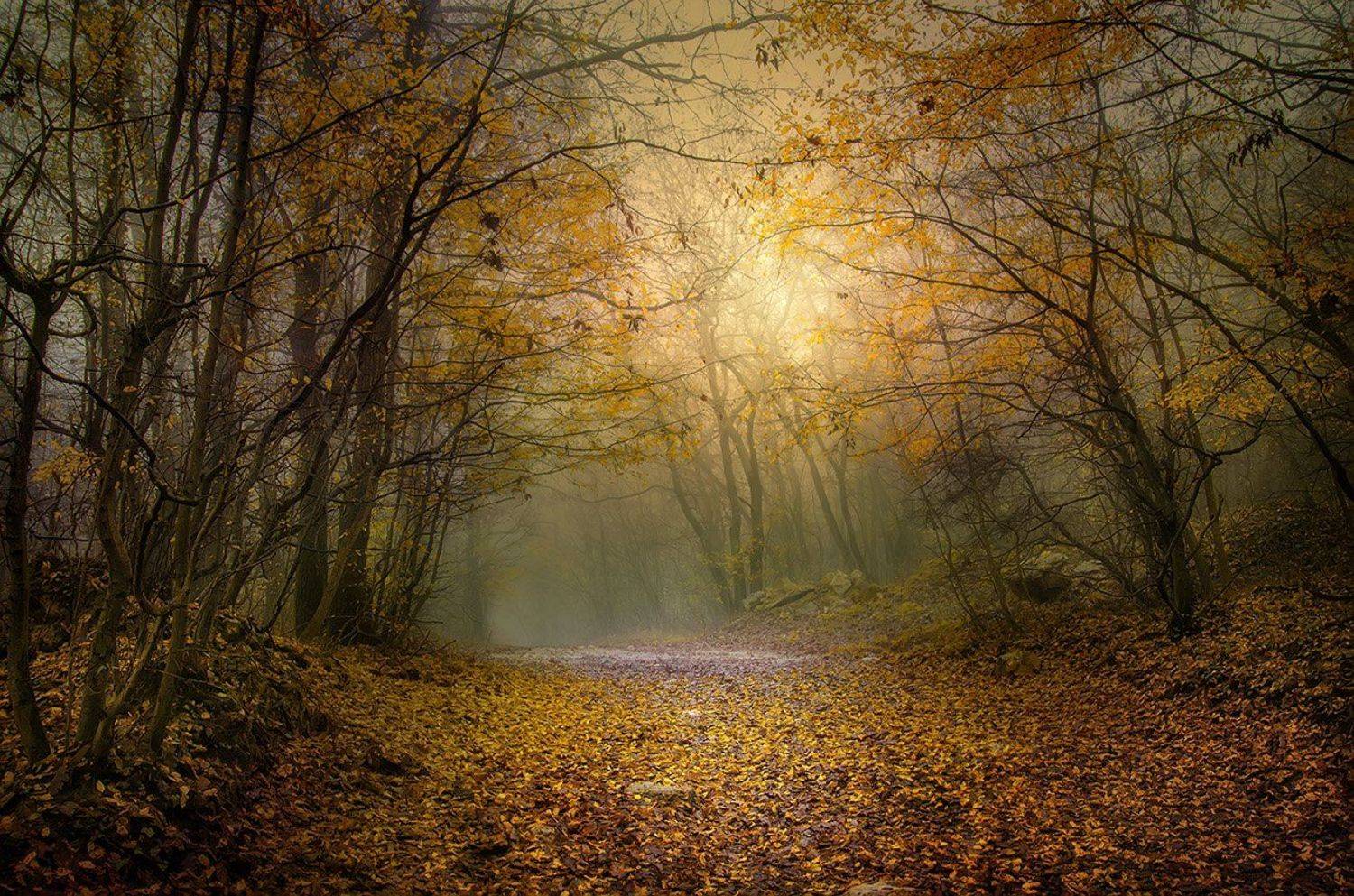 Stories from the Autumn Forest -I. Автор: Albena Markova Aladja manastir, Autumn forest, Bulgaria, Fall, Varan, Albena Markova