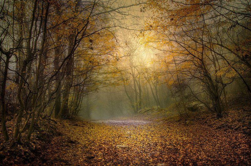 Aladja manastir, Autumn forest, Bulgaria, Fall, Varan Stories from the Autumn Forest -Iphoto preview