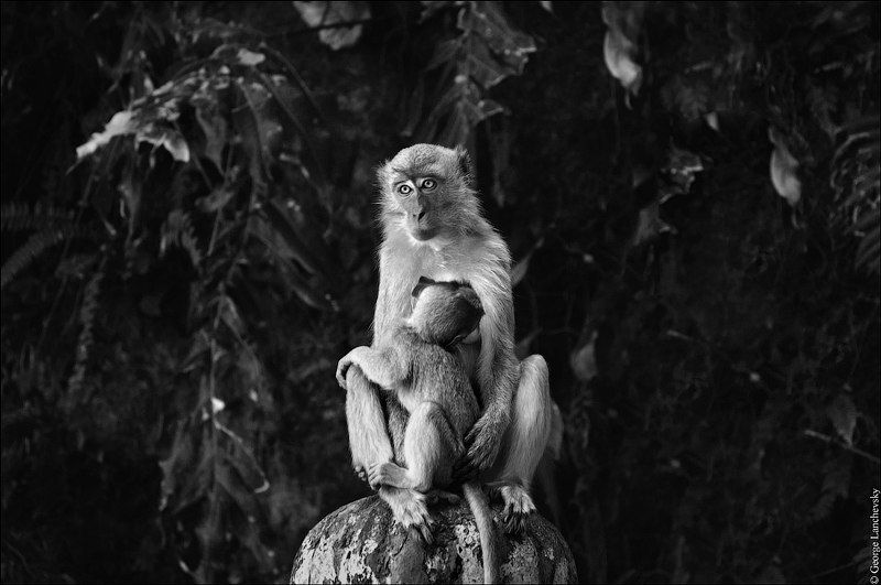 Матьphoto preview