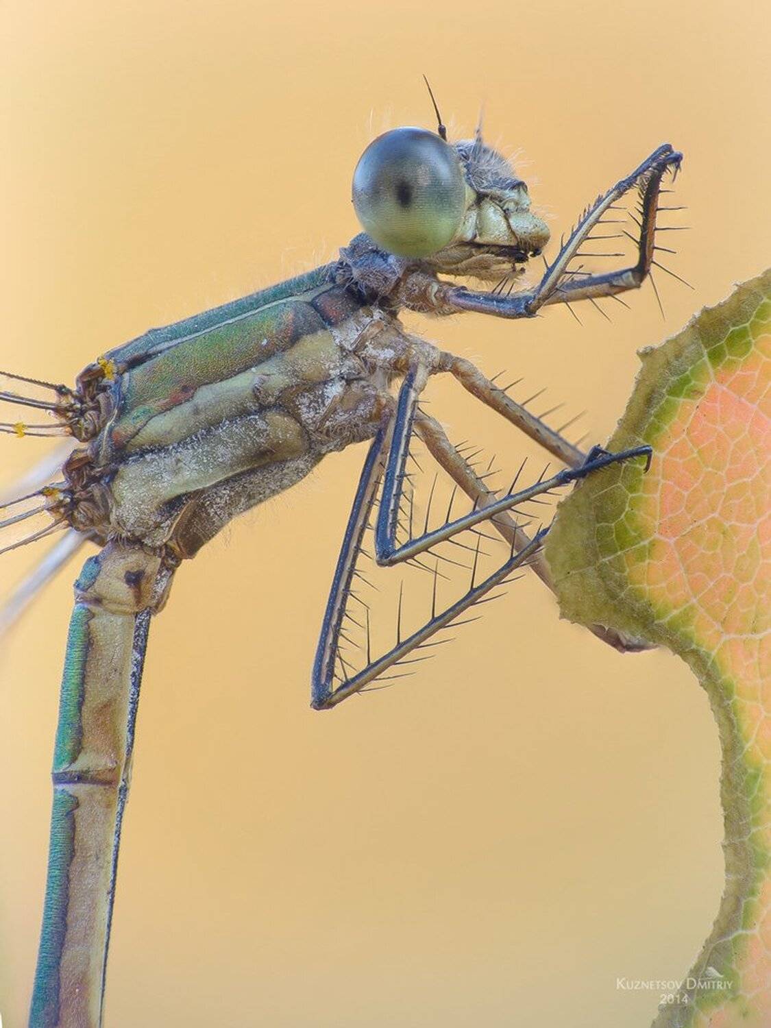 Автор: Кузнецов Дмитрий , Кузнецов Дмитрий