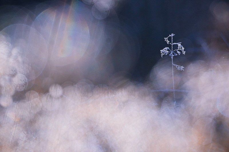 Маленькой елочке....photo preview