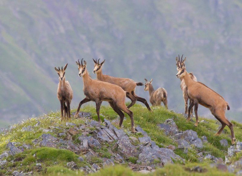 Серныphoto preview