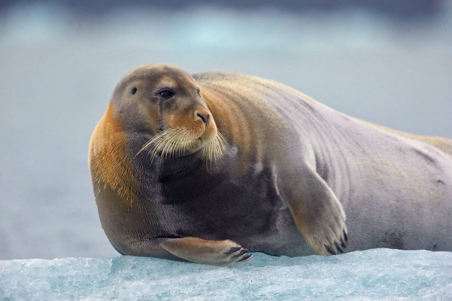 , Александр Перов