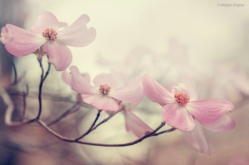 Dogwoodphoto preview