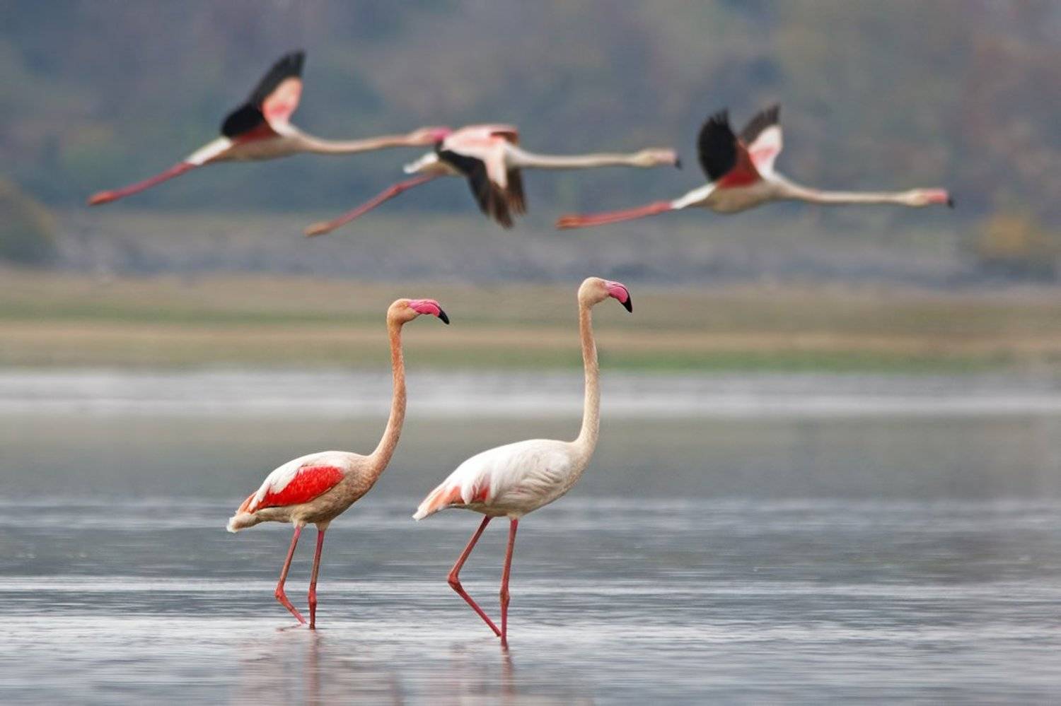 Три на две. Автор: Евгени Стефанов , Евгени Стефанов