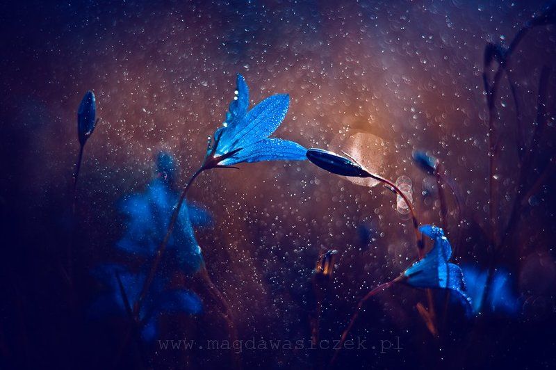 The Lullabyphoto preview