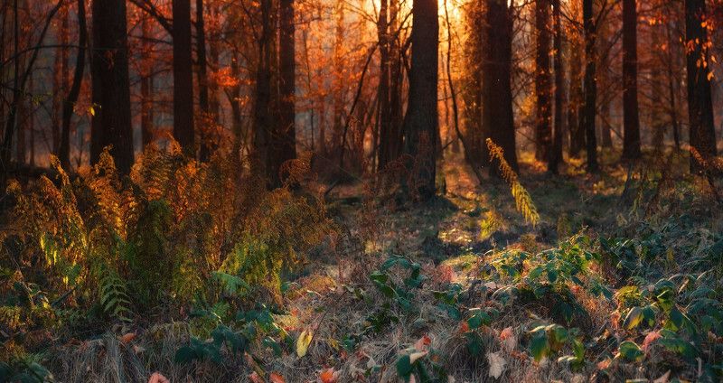 деревья, лес, осень Прогулки в осеннем лесуphoto preview