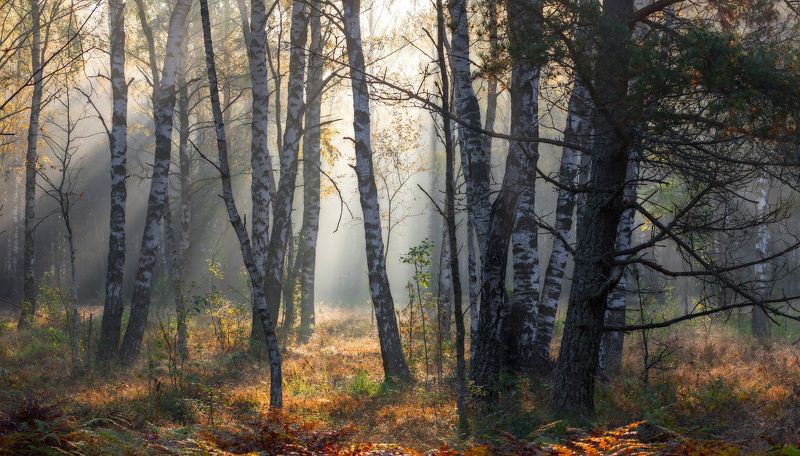 Осенним лесом надышатьсяphoto preview