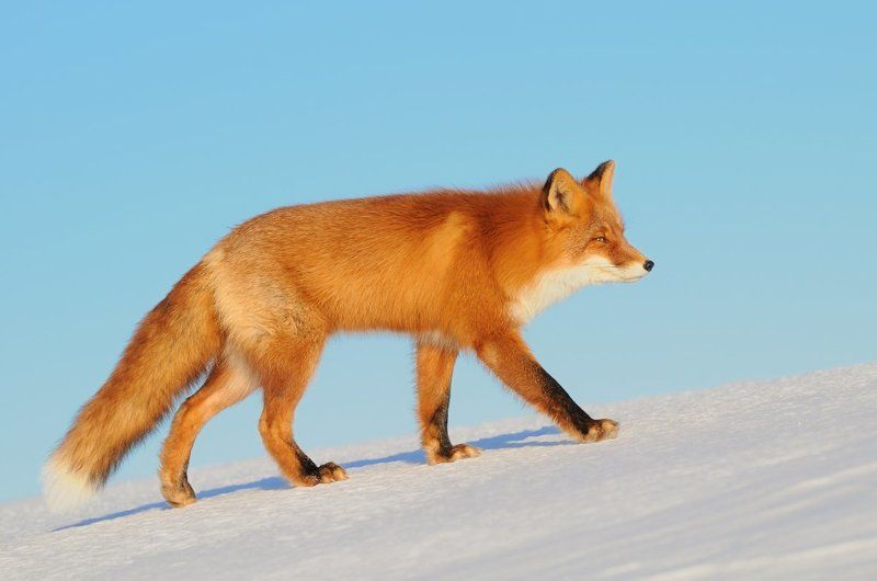 Зима, Камчатка, Кроноцкий заповедник, Лиса, Лисица, Рыжая, Снег Рыжаяphoto preview