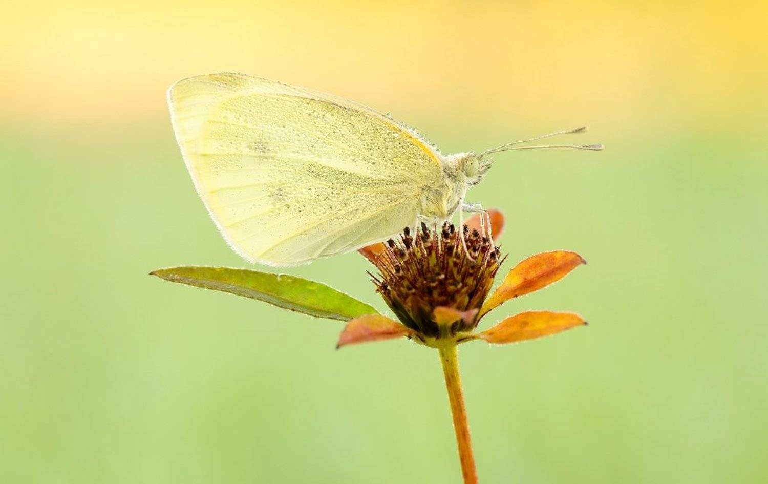 When the butterfly is sleeping .... Автор: Zbyszek Walkiewicz , Zbyszek Walkiewicz