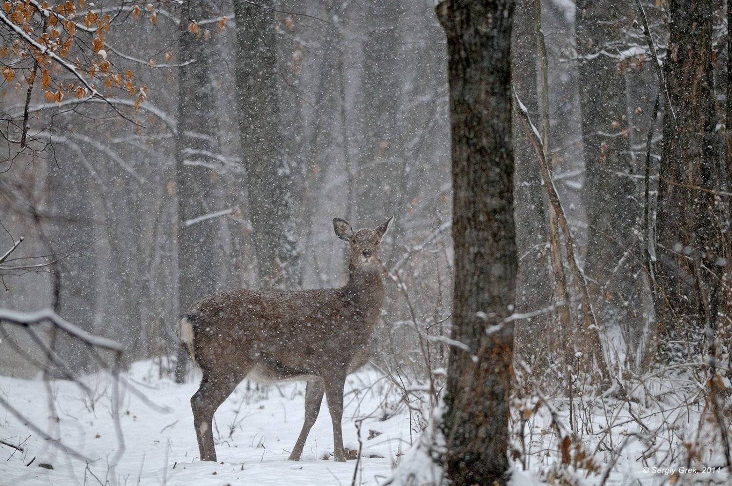 Forest, Sika deer, Snow, Wildlife, Лес, Природа, Пятнистый олень, Снег, Сергей Грек