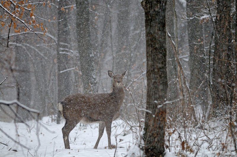 Forest, Sika deer, Snow, Wildlife, Лес, Природа, Пятнистый олень, Снег Снег идетphoto preview