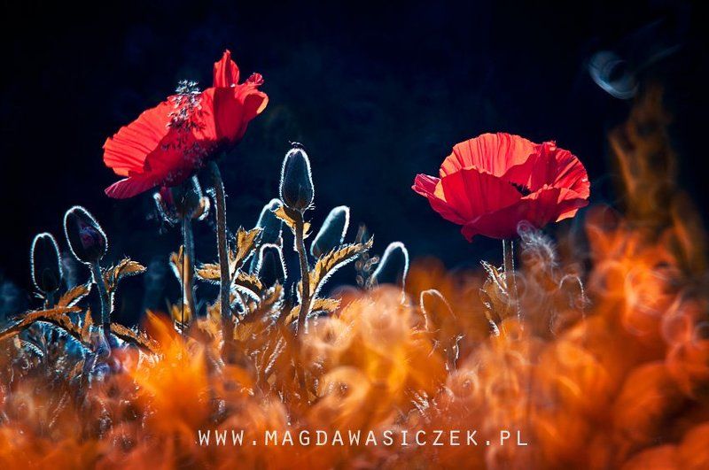 Makiem zasiało...photo preview