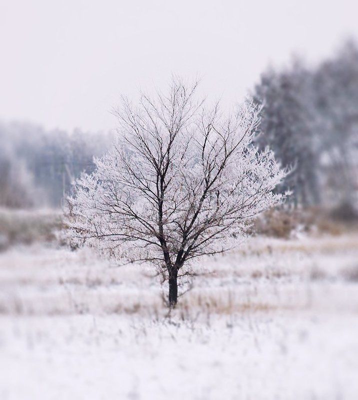 Forest, Minimalism, Russia, Snow, Tree, White, Winter, Деревья, Зима, Иней, Лес, Минимализм, Омск, Омская область, Россия, Сибирь, Снег Снежная серияphoto preview