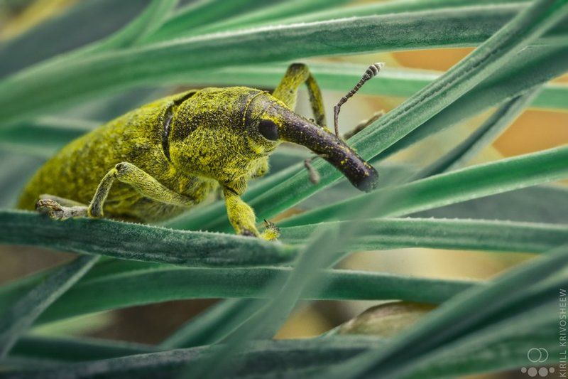 долгоносик, слоник, жук, макро, природа, насекомые ДолгоноСphoto preview