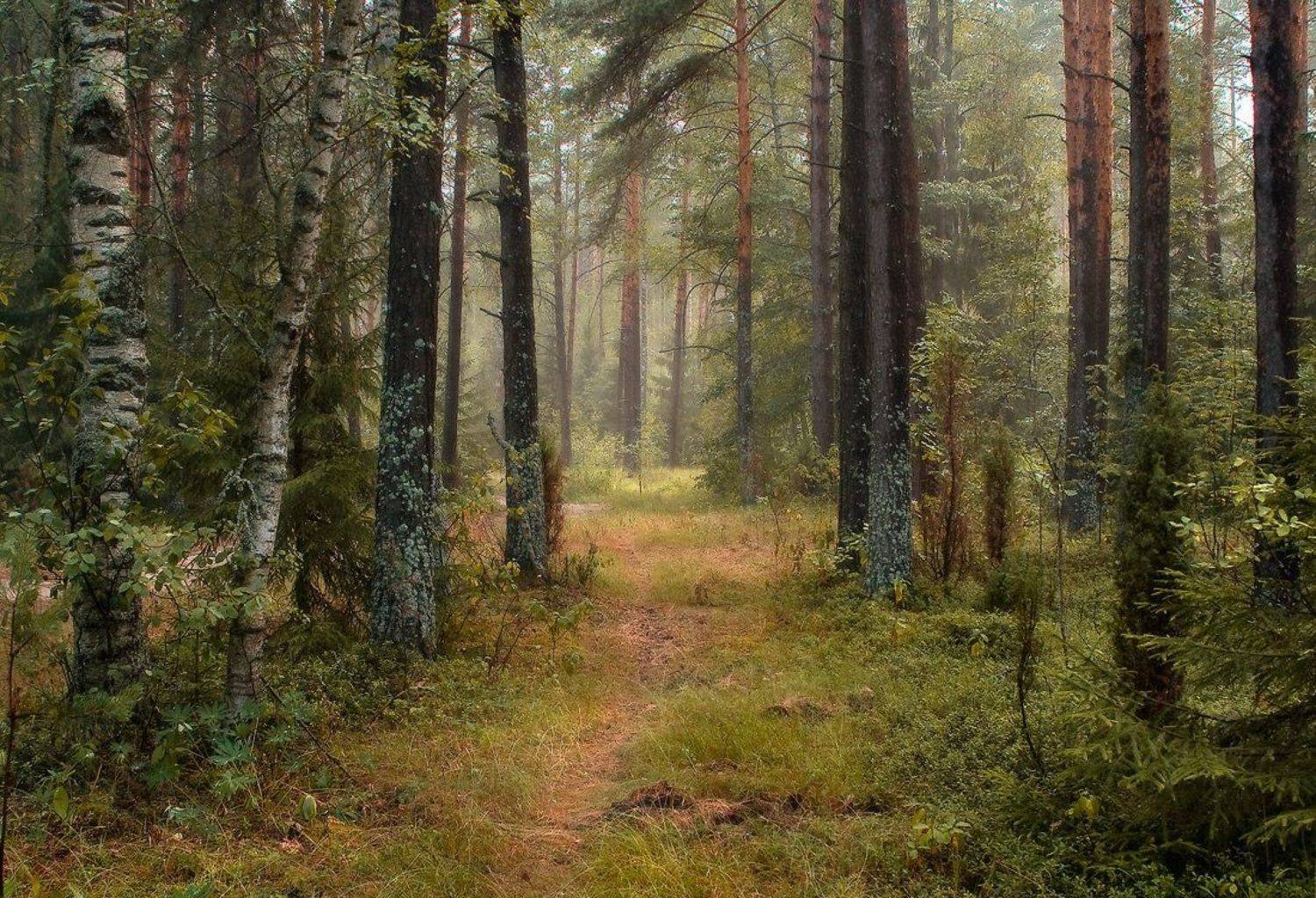 Пройтись бы. Автор: Дмитрий Алексеев , Дмитрий Алексеев