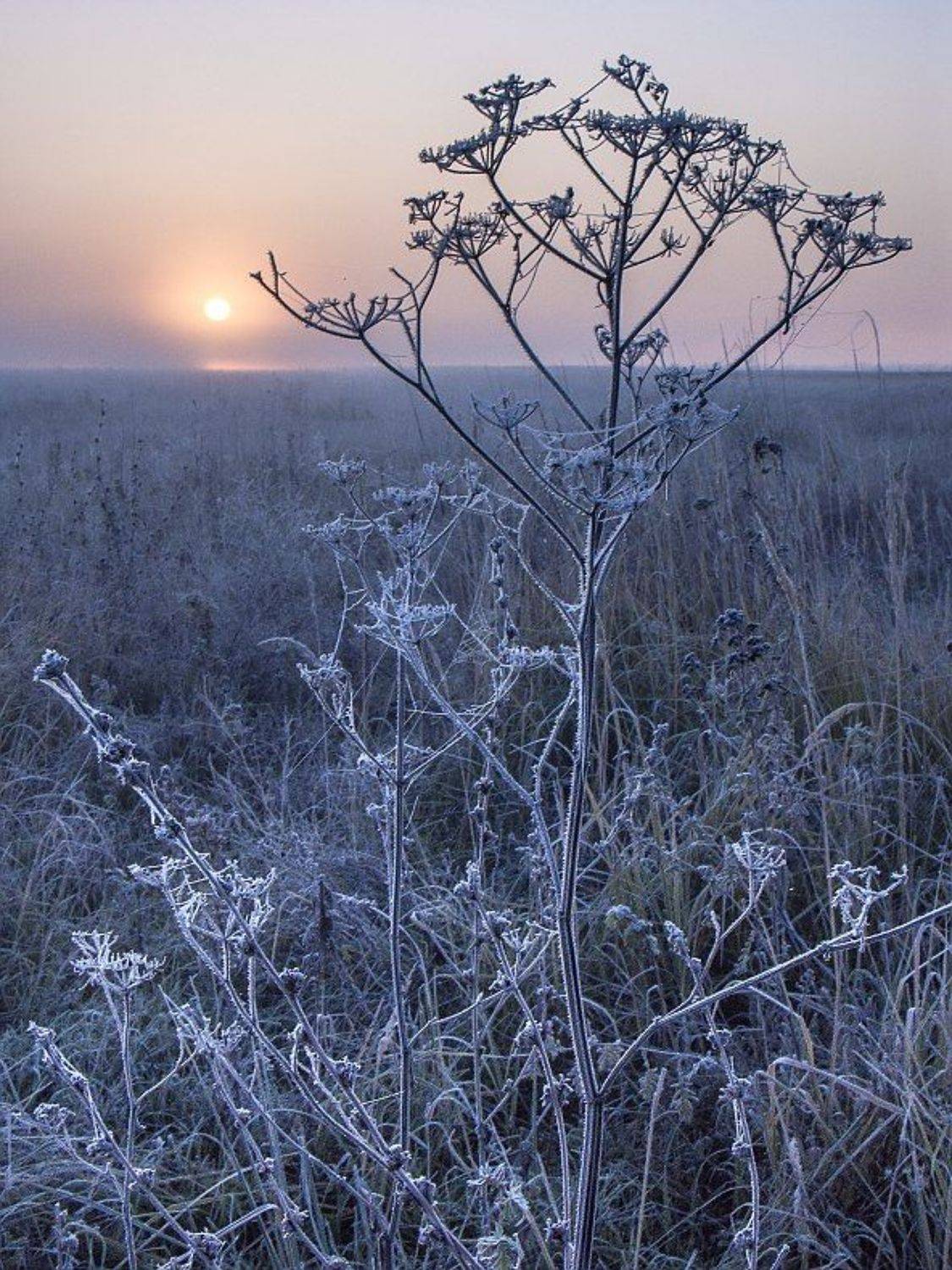 подморозило. Автор: .......автор , .......автор