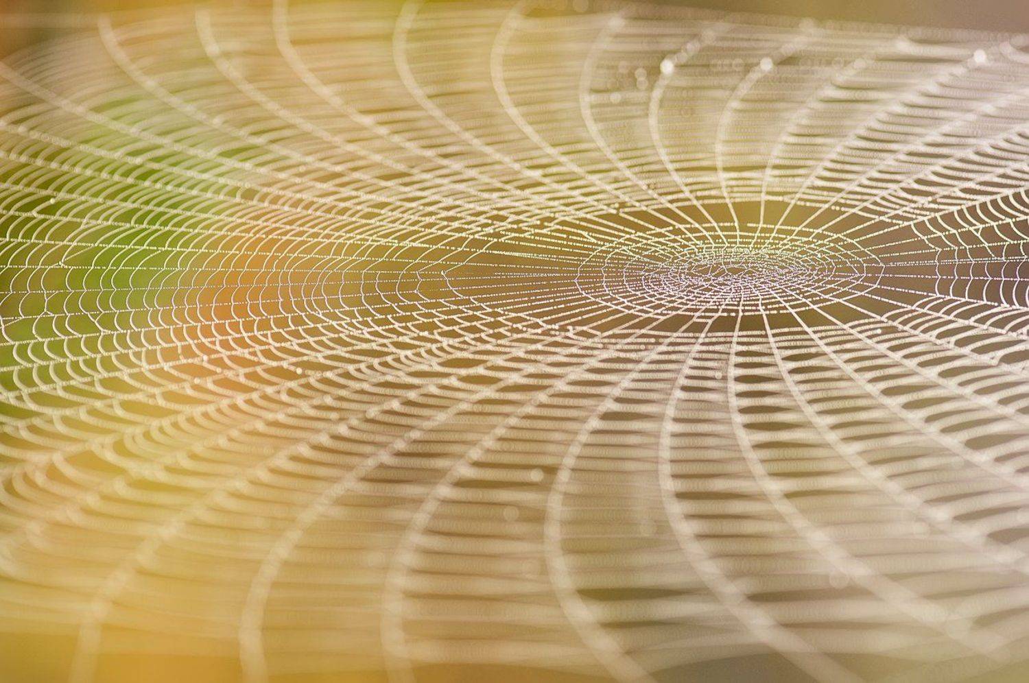 Паучий гамак. Автор: Nikolay , Nikolay