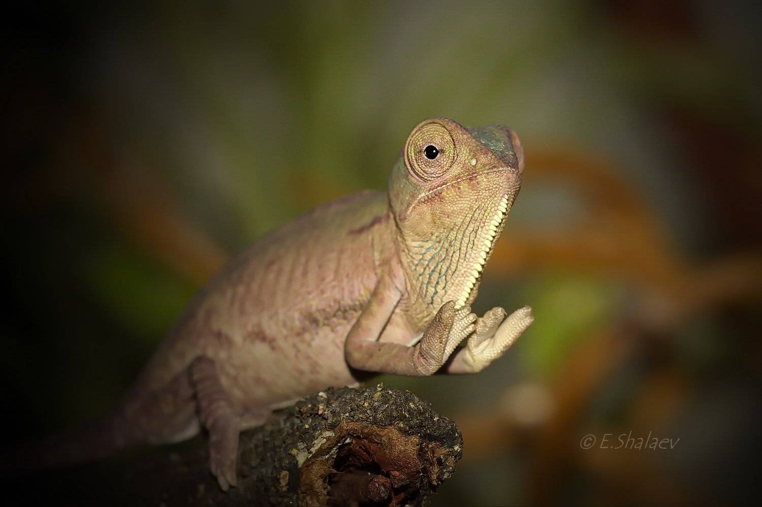 Veiled chameleon, Йеменский хамелеон - Chamaeleo calyptratus. Автор: Евгений Chamaeleo calyptratus, Veiled chameleon, Йеменский хамелеон, Рептилии, Хамелеон, Ящерица, Евгений