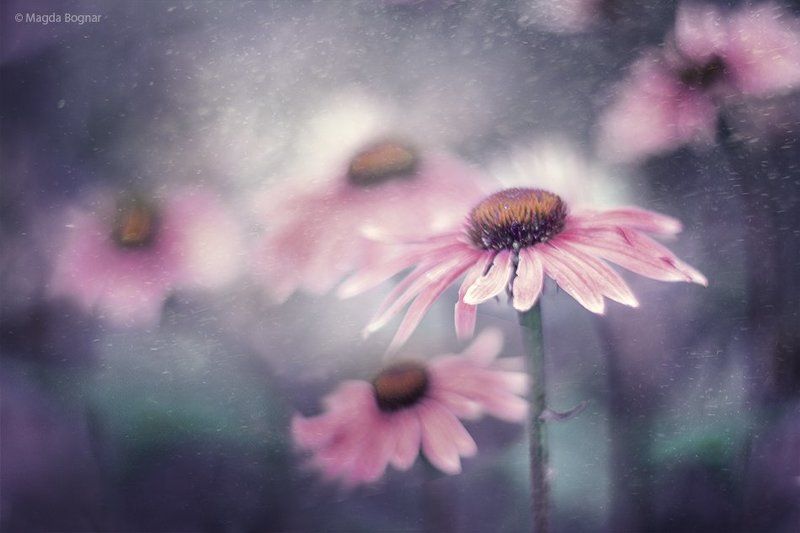 Echinaceaphoto preview