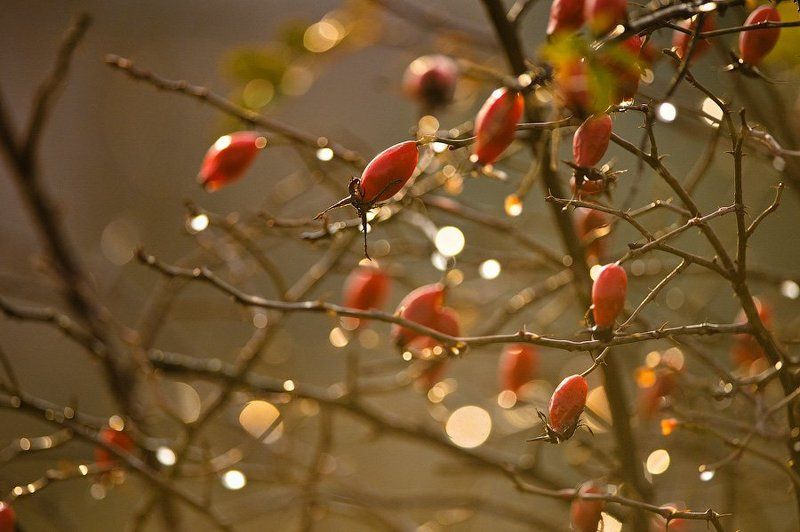 Брызги солнцаphoto preview