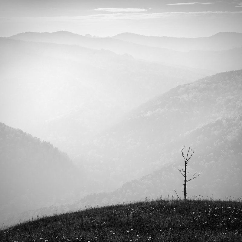 Большой, Высокий, Высота, Горы, Дерево, Дымка, Заповедник, Квадрат, Красивая, Красноярск, Пейзаж, Природа, Сопки, Сухое, Тайга, Торгашинский, Туман, Хребет, Чб Без назавнияphoto preview