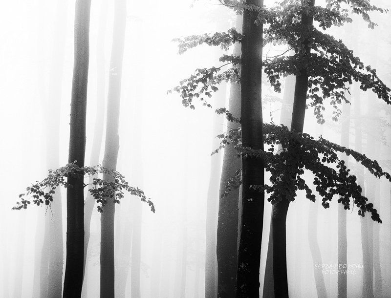 dialoguephoto preview