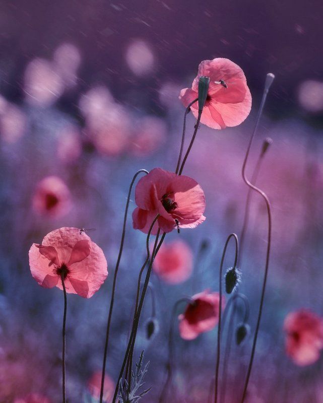 Маки, маки...photo preview