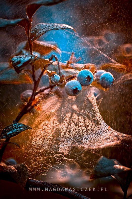 Summer Lightphoto preview