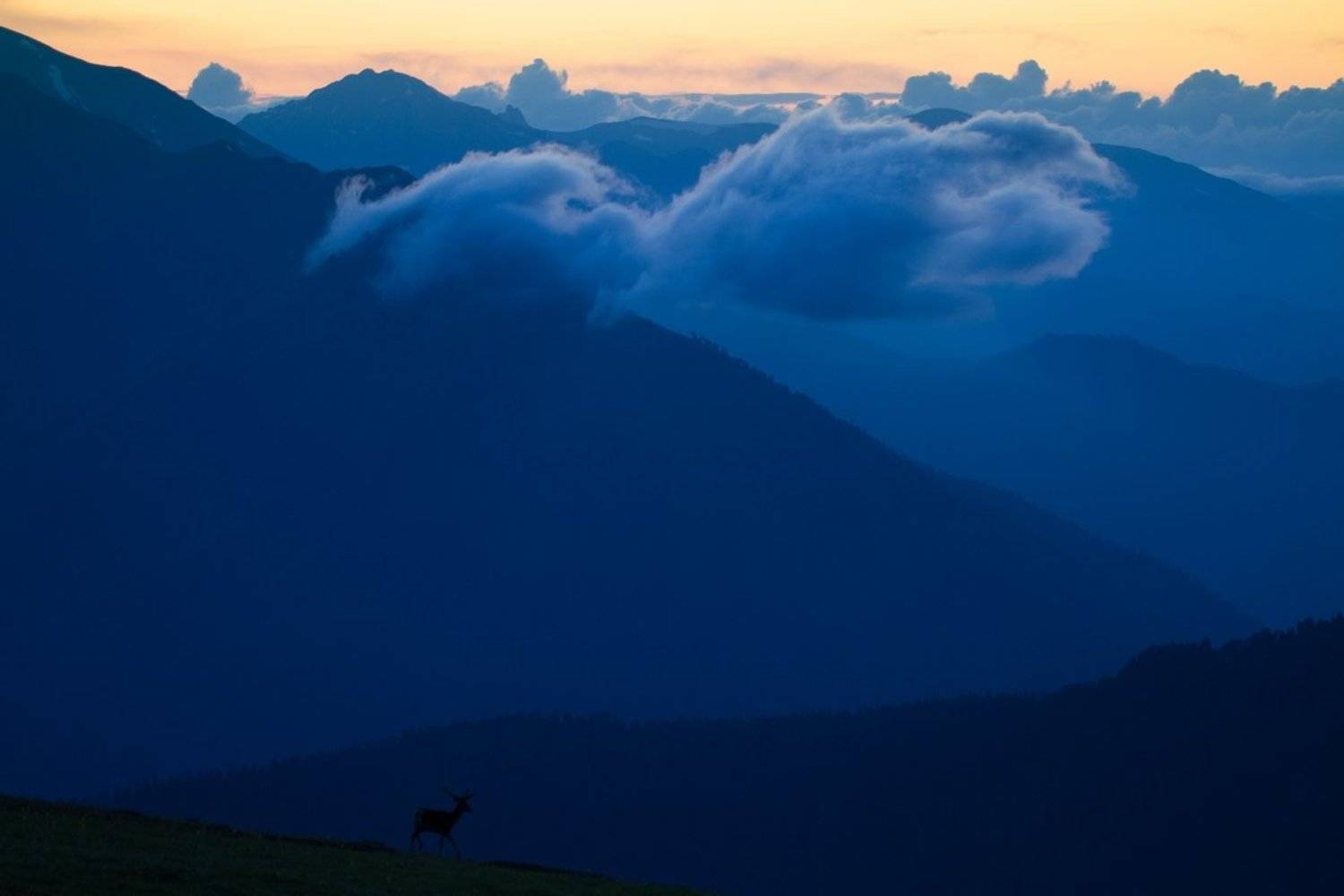 Олень под облаками. Автор: Александр Перевозов , Александр Перевозов