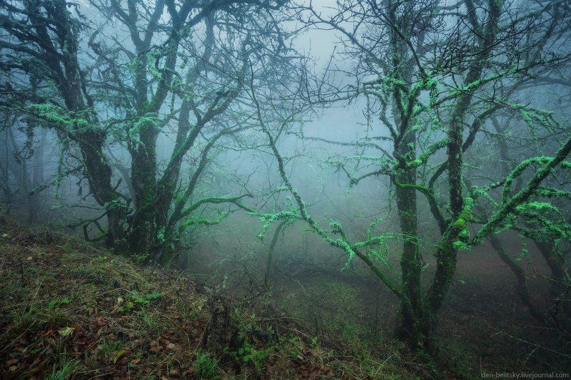 Крым, Лес, Облака, Осень, Пейзаж, Туман, Утро Мистический лесphoto preview