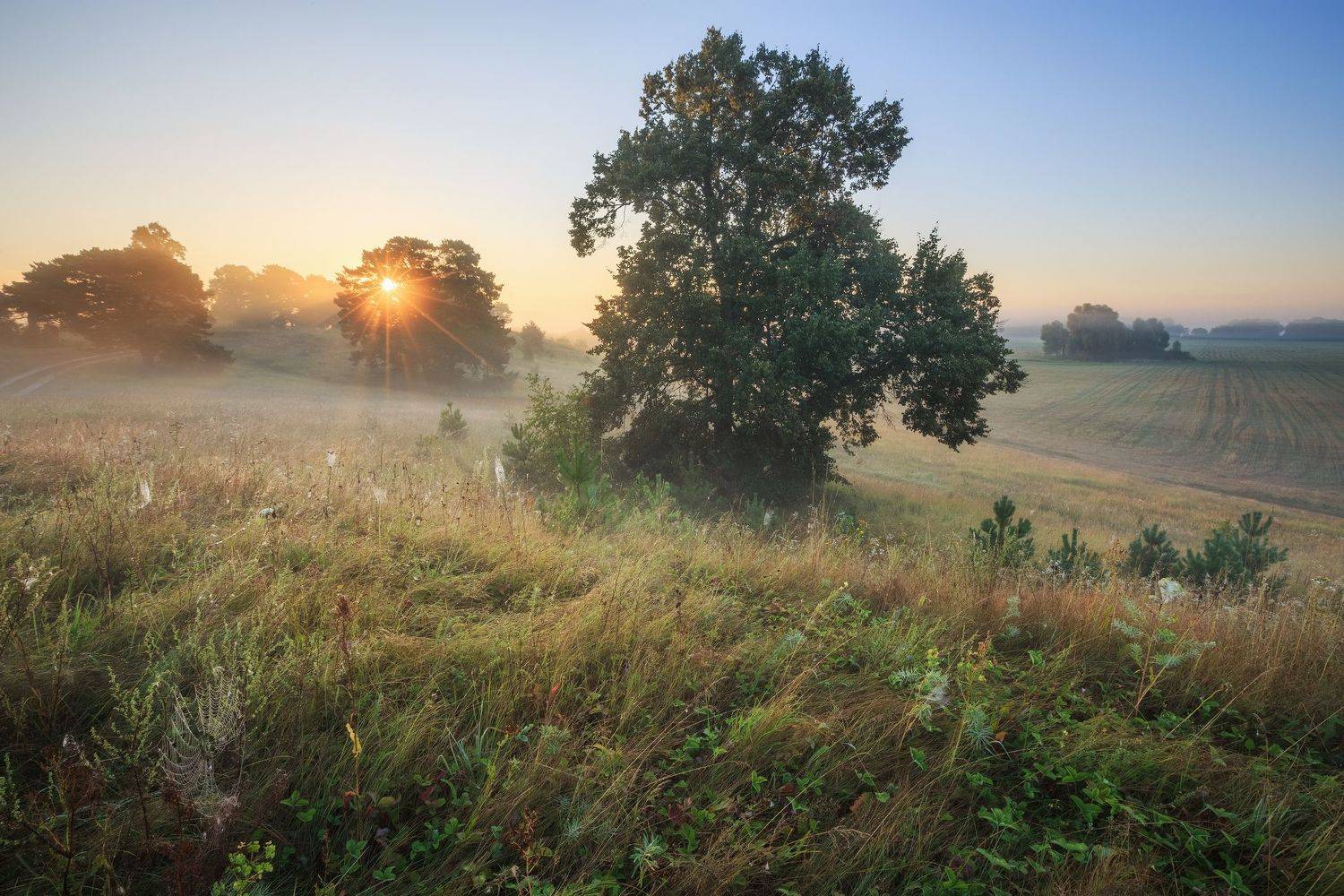 2022, россия, калужская область, август, лето, утро, туман, деревья, солнце, деревья, паутина, трава, дорога, пейзаж, Денис Лукьяненко