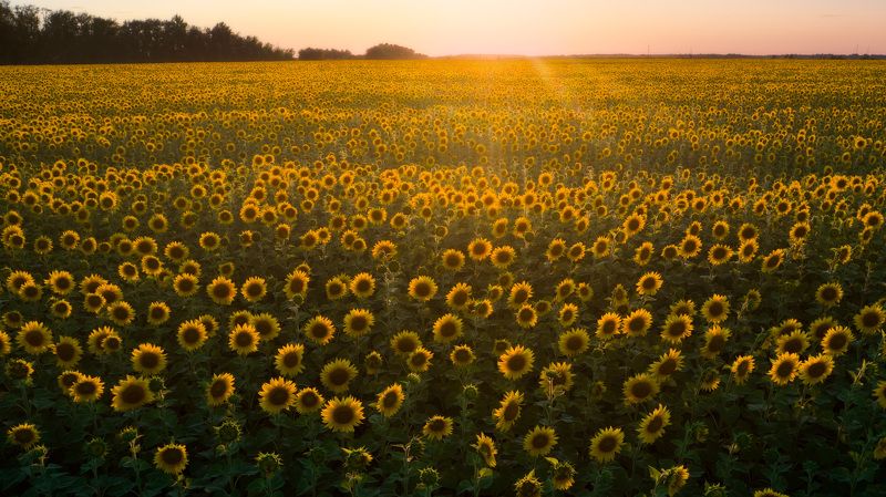 Подсолнухиphoto preview