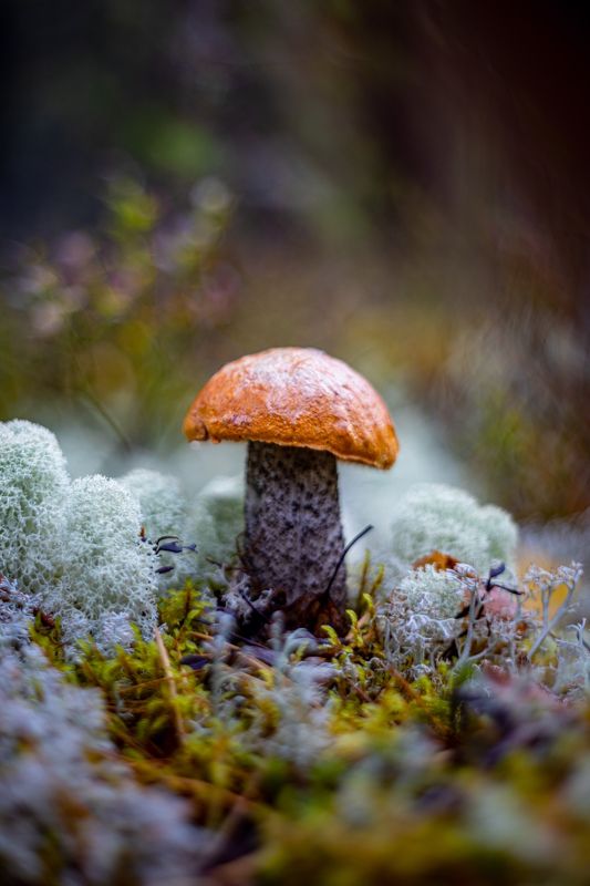 Гриб всему красная голова! фото превью