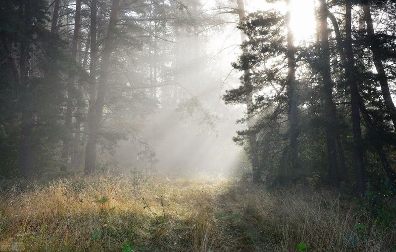 лес, туман, утро, туманное утро Лесные мирыphoto preview