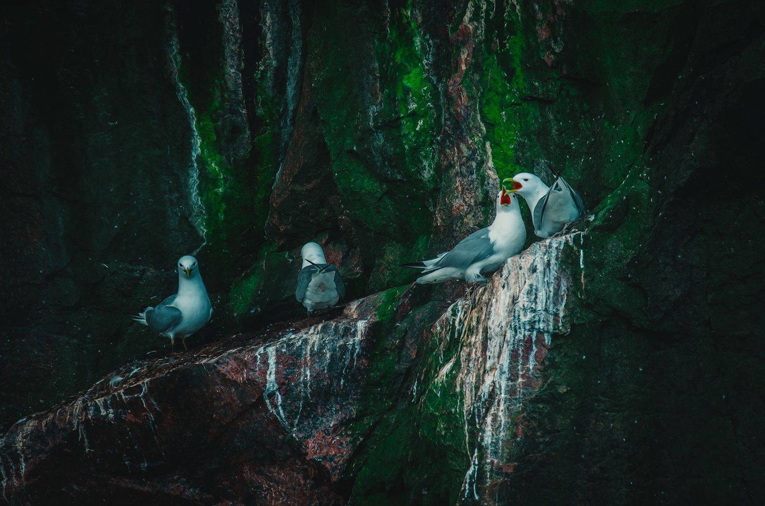 Арктика, Север, Териберка, Баренцево море, птицы , Яковлева Людмила