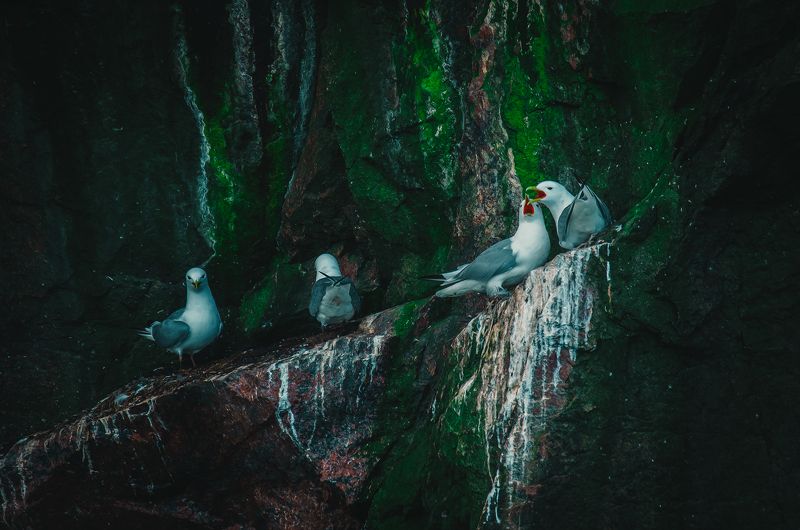 Арктика, Север, Териберка, Баренцево море, птицы  Приватная беседа photo preview