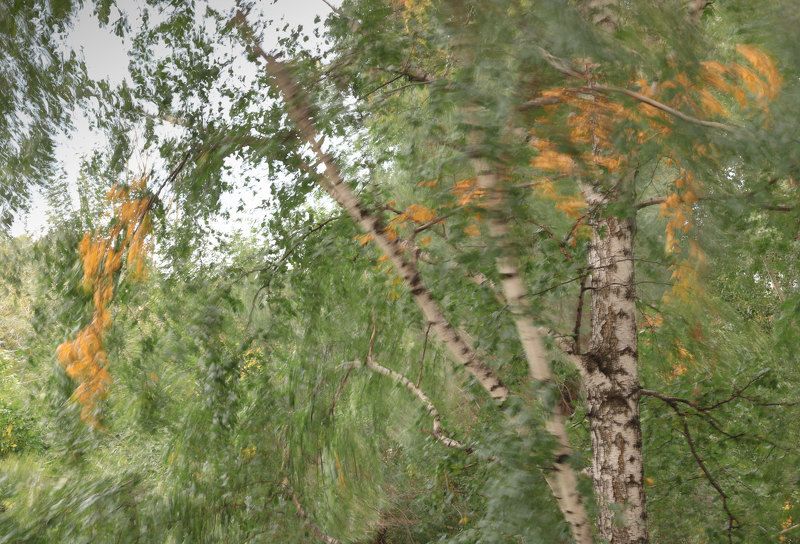 ветер,осень,берёза Ветерphoto preview