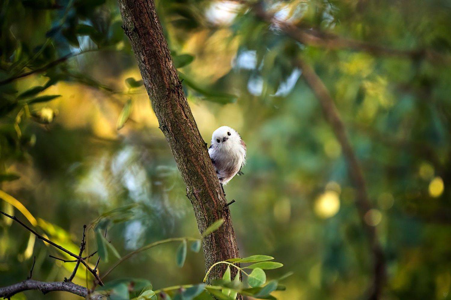 Long-tailed tit. Автор: Wojciech Grzanka Long-tailed tit, bird, wildlife, Wojciech Grzanka